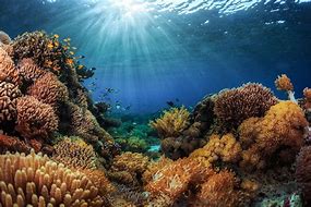 Why we've committed to support coral reef restoration projects.