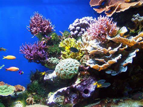 Tropical Vibes commitment to coral reefs grows with new partnership.